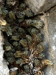 Selaginella leucobryoides