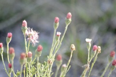 Microgyne trifurcata