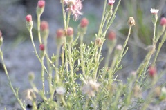 Microgyne trifurcata