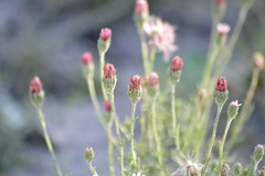 Microgyne trifurcata