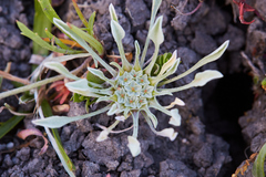 Hesperevax caulescens