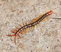 Scolopendra multidens