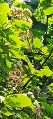 Ehretia dicksonii
