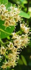 Ehretia dicksonii