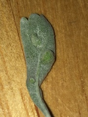 Rhopalomyia brevibulla