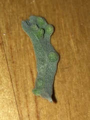 Rhopalomyia brevibulla