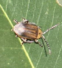 Poneridia semipullata