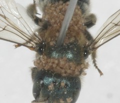 Chaetodactylus krombeini