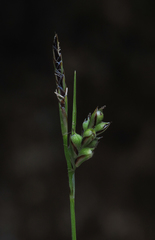 Carex globosa