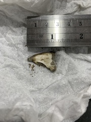 Canis latrans incolatus