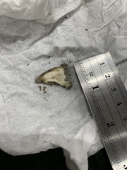 Canis latrans incolatus