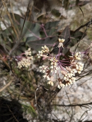 Asclepias humistrata image