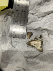 Canis latrans incolatus