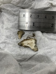 Canis latrans incolatus