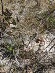 Asclepias humistrata image
