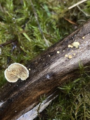 Pleuroflammula praestans