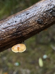 Pleuroflammula praestans