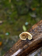 Pleuroflammula praestans