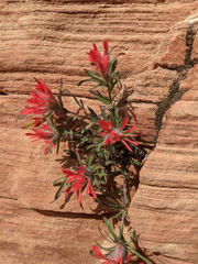 Castilleja scabrida scabrida