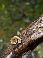 Pleuroflammula praestans