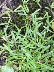 Abrotanella caespitosa