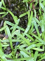 Abrotanella caespitosa
