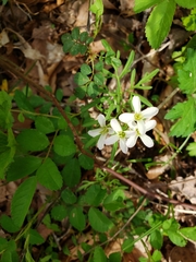 Cardamine dissecta