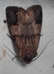 Dichagyris grotei