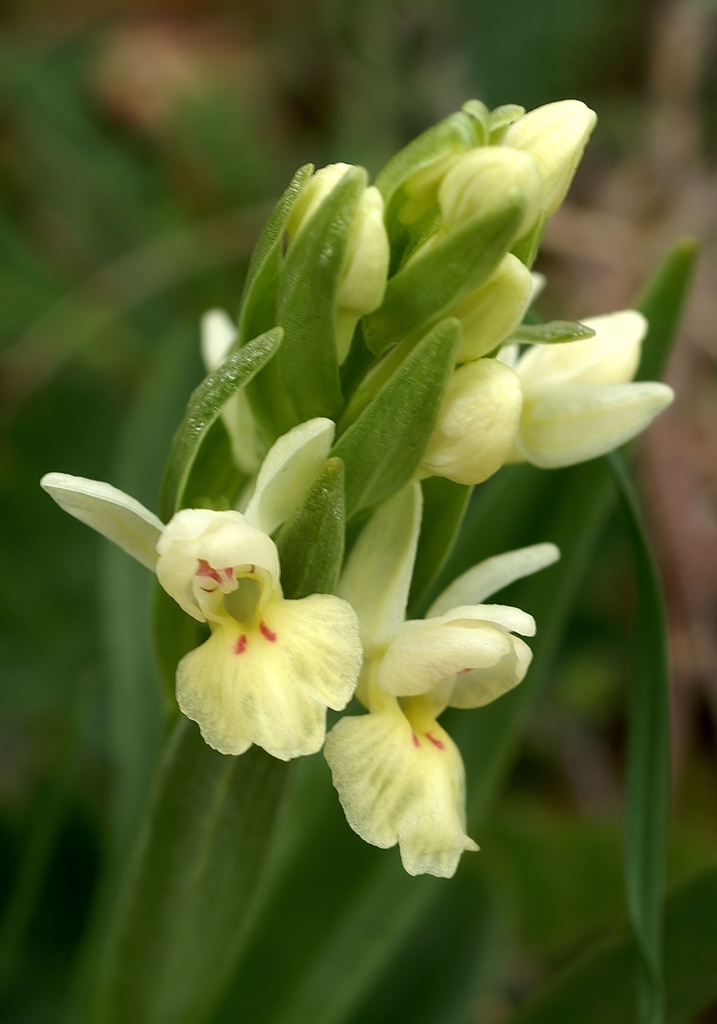 Dactylorhiza insularis (Orchidaceae La Rioja) · iNaturalist