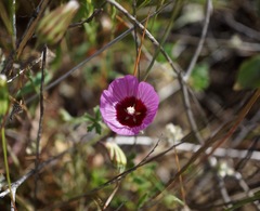 Sidalcea keckii