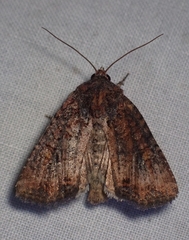 Mesapamea fractilinea