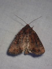 Mesapamea fractilinea