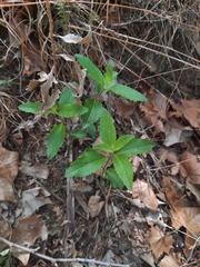 Brickellia cylindracea