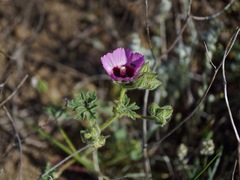 Sidalcea keckii