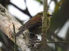 Silvicultrix diadema