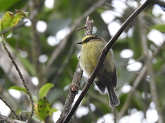 Silvicultrix diadema