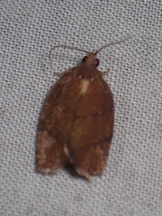 Argyrotaenia juglandana