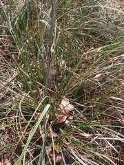 Cladium mariscus jamaicense