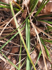Cladium mariscus jamaicense