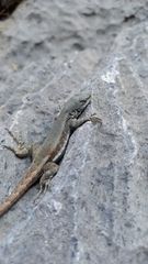 Sceloporus couchii