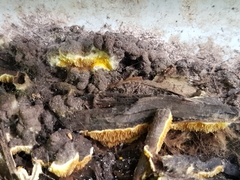 Hydnophlebia