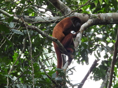 Alouatta