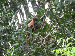 Alouatta