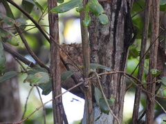 Cyclopes didactylus