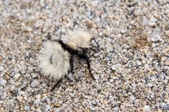 Dasymutilla sackenii
