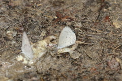 Celastrina lavendularis