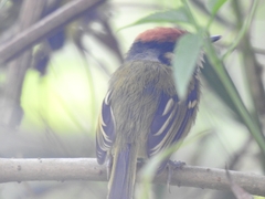 Poecilotriccus ruficeps