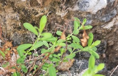 Phyllanthus polygonoides
