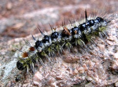 Lophocampa ingens