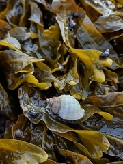 Nucella canaliculata